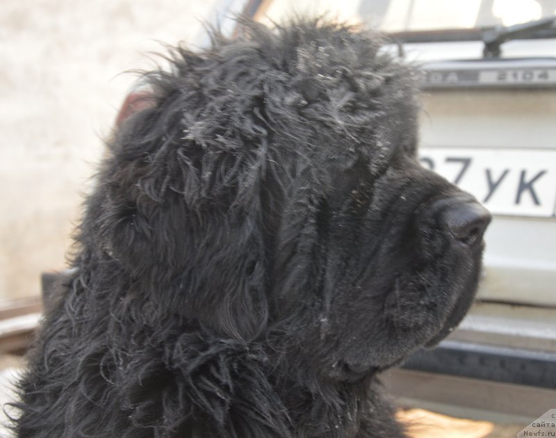 Фото: ньюфаундленд Увертюра из Медвежьего Яра (Overture iz Medvejyego Yara)