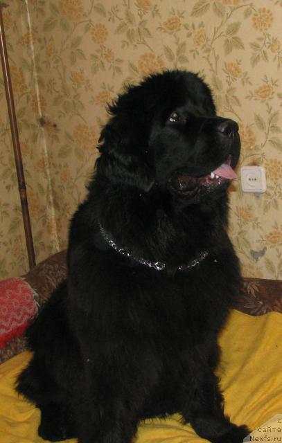 Фото: ньюфаундленд Жасмин Северный Каприз из Медвежьего Яра (Zhasmine Severny Caprice iz Medvejyego Yara)