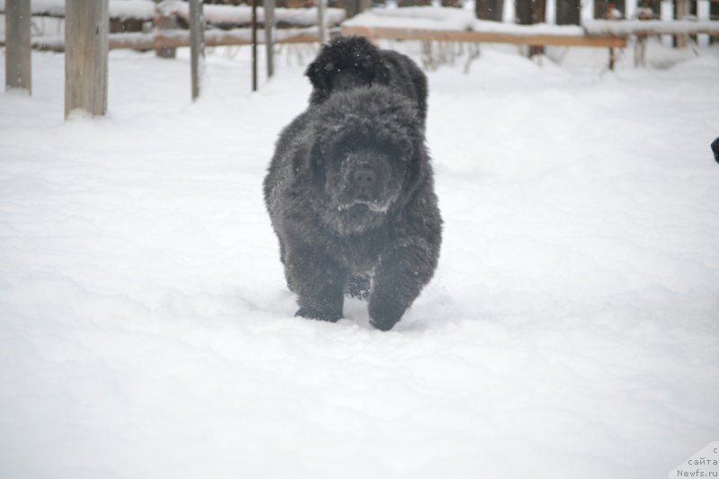 Фото: Дети, ньюфаундленд Акватория Келвин Шарлиз (Aquatoriya Kelvin Sharliz), ньюфаундленд Симбад Покоритель Морей