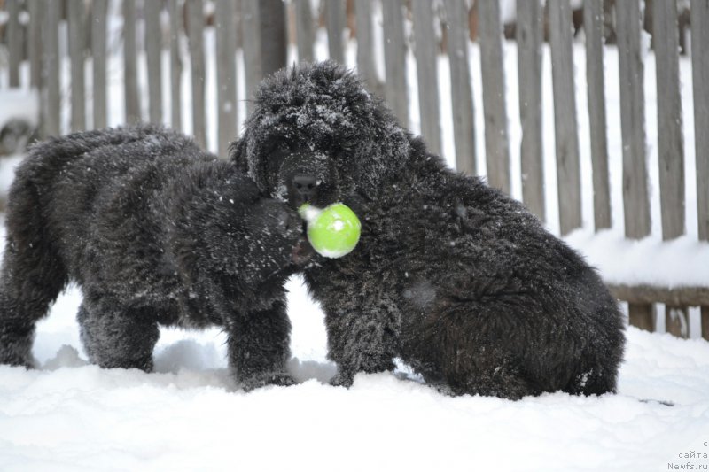 Фото: Дети, ньюфаундленд Акватория Келвин Шарлиз (Aquatoriya Kelvin Sharliz), ньюфаундленд Симбад Покоритель Морей