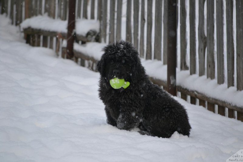 Фото: Дети, ньюфаундленд Акватория Келвин Шарлиз (Aquatoriya Kelvin Sharliz), ньюфаундленд Симбад Покоритель Морей