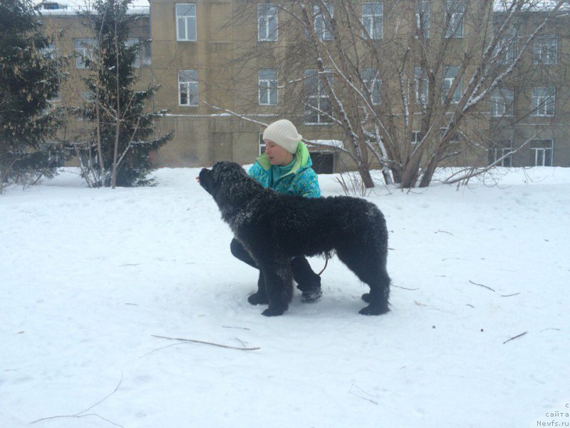 Фото: Мая Петрова, ньюфаундленд Белкондер-Клаб Я Бурбон