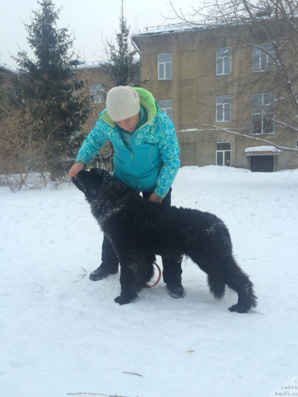 Фото: ньюфаундленд Белкондер-Клаб Я Бурбон