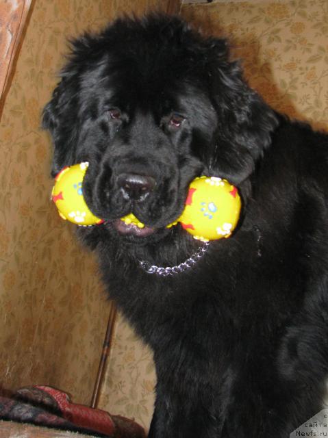 Фото: ньюфаундленд Жасмин Северный Каприз из Медвежьего Яра (Zhasmine Severny Caprice iz Medvejyego Yara)