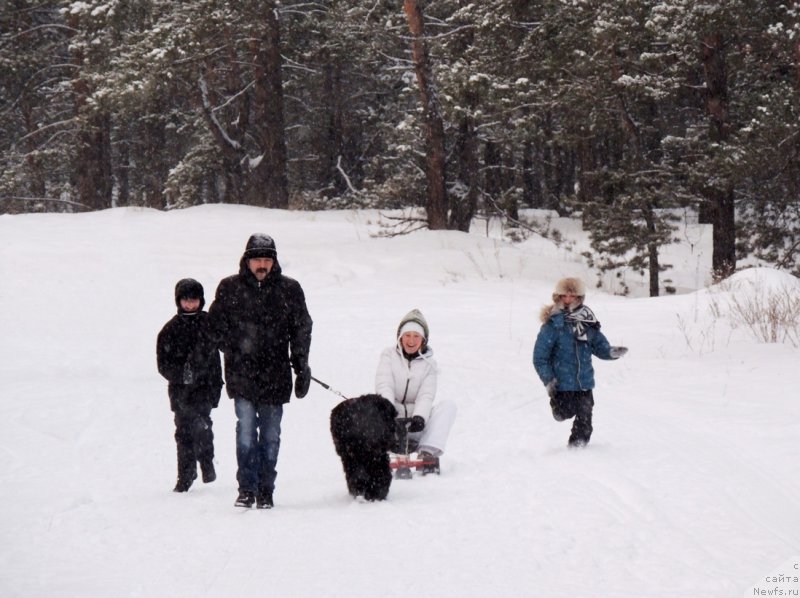 Фото: ньюфаундленд Би Перфект Арабелла, Ирина Павлова, мой муж и мои сыночки
