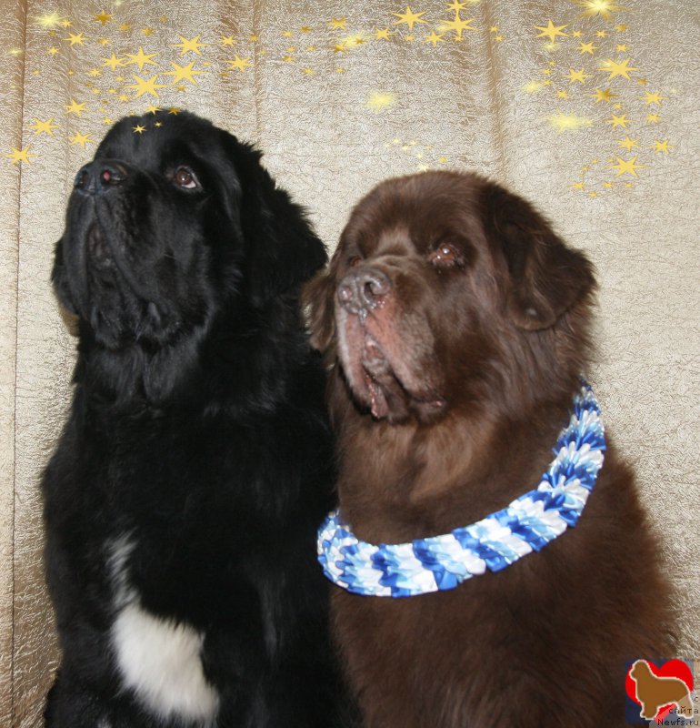 Фото: ньюфаундленд Бегущая по Волнам Чарт Топпер (Beguschaya po Volnam Сhart Topper), ньюфаундленд Ais Cream Ambassador