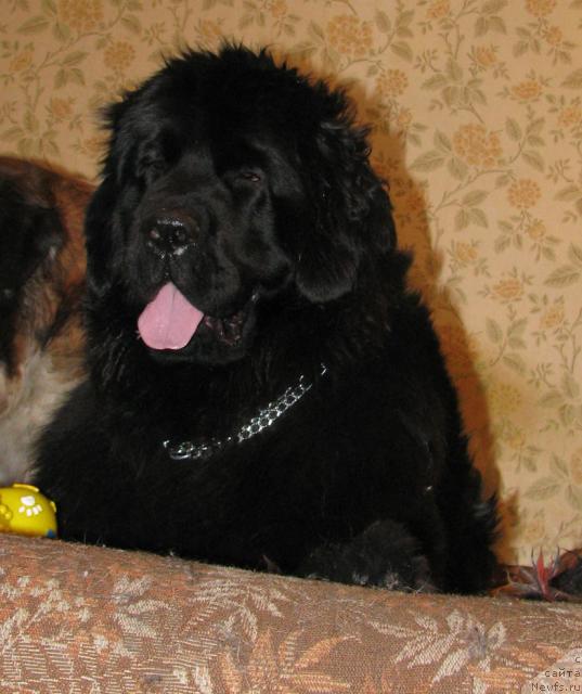Фото: ньюфаундленд Жасмин Северный Каприз из Медвежьего Яра (Zhasmine Severny Caprice iz Medvejyego Yara)