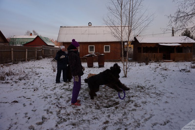 Фото: ньюфаундленд Дюрбахлер Клаб Альфаретта Виньетта