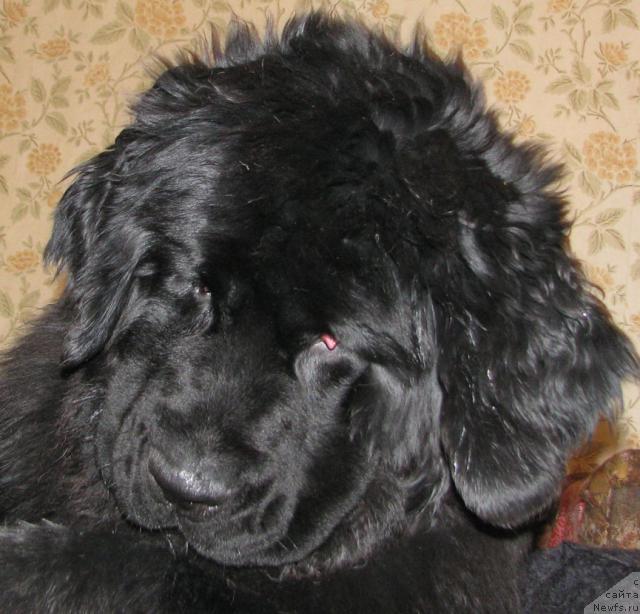 Фото: ньюфаундленд Жасмин Северный Каприз из Медвежьего Яра (Zhasmine Severny Caprice iz Medvejyego Yara)