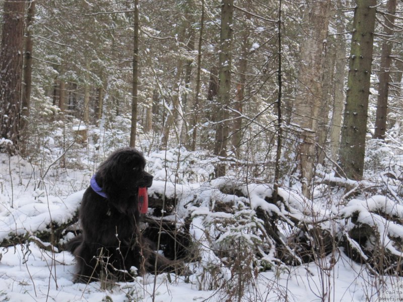 Фотография № 198791