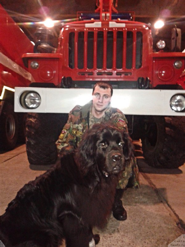 Фото: ньюфаундленд Белкондер-Клаб Ямайка Блю Маунтин (Belkonder-Club Jamaica Blue Mountin)