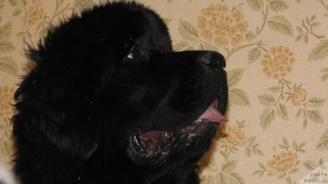 Фото: ньюфаундленд Жасмин Северный Каприз из Медвежьего Яра (Zhasmine Severny Caprice iz Medvejyego Yara)