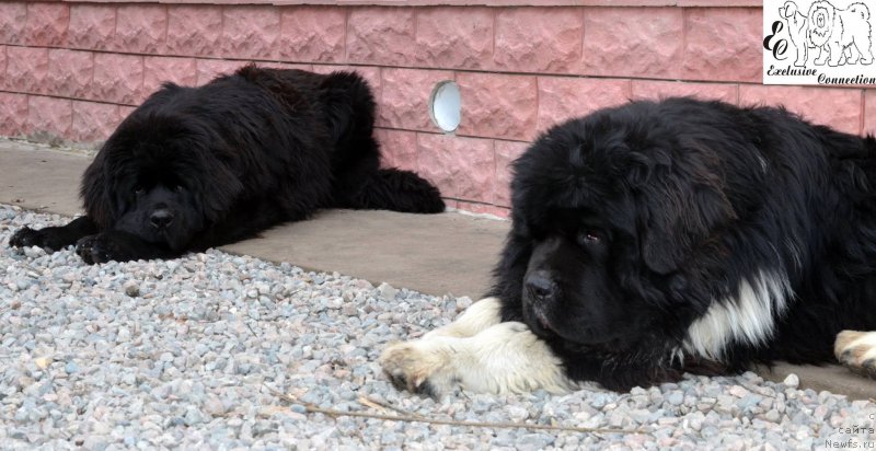 Фото: ньюфаундленд Супер Премиум Рио де Жанейро (Super Premium Rio de Janeiro), ньюфаундленд Эксклюзив Коннэкшен Венеция