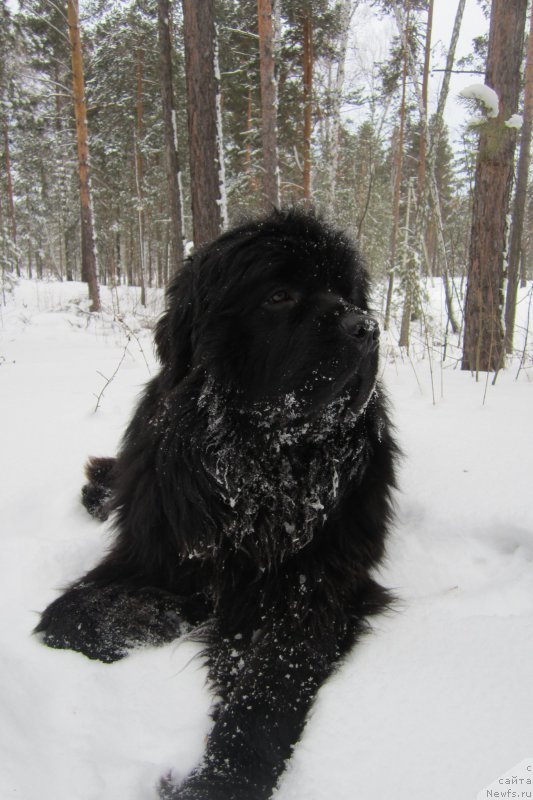 Фото: ньюфаундленд Супер Премиум Порше