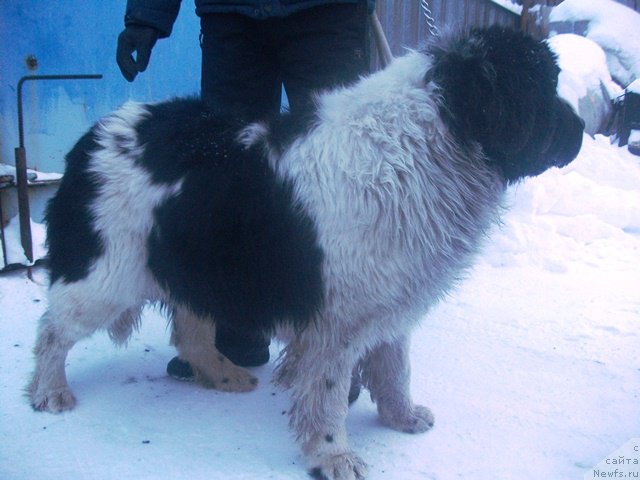 Фото: ньюфаундленд Алатау от Карельских Медведей