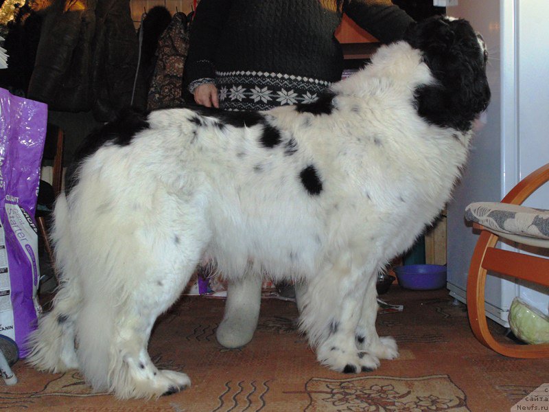 Фото: ньюфаундленд Маг Исполин Морская Жемчужина