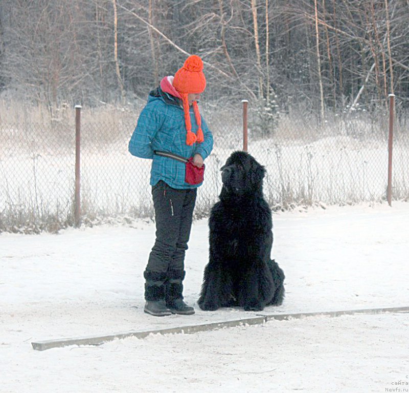 Фото: ньюфаундленд Бегущая по Волнам Шаман (Beguschaya po Volnam Shaman), Вера Дорошкевич