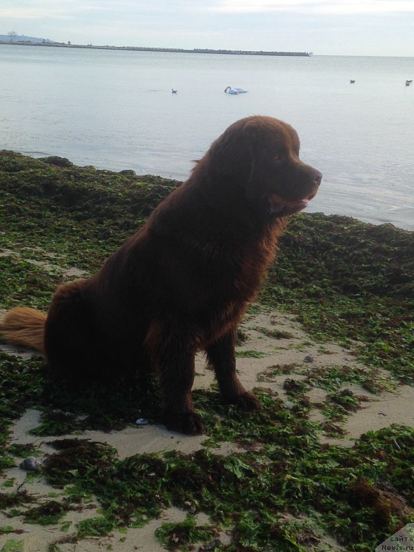 Фото: ньюфаундленд Браунблад МСК Хэппи Тедди (Brownblood MSK Happy Teddy)