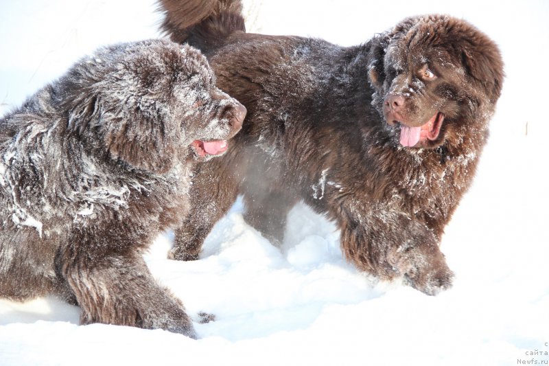 Фото: ньюфаундленд Обуш Шед Янтарный Поцелуй, ньюфаундленд Ньюфорт Ваше Величество Брабус