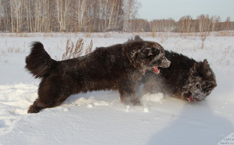 Фото: ньюфаундленд Обуш Шед Янтарный Поцелуй, ньюфаундленд Ньюфорт Ваше Величество Брабус