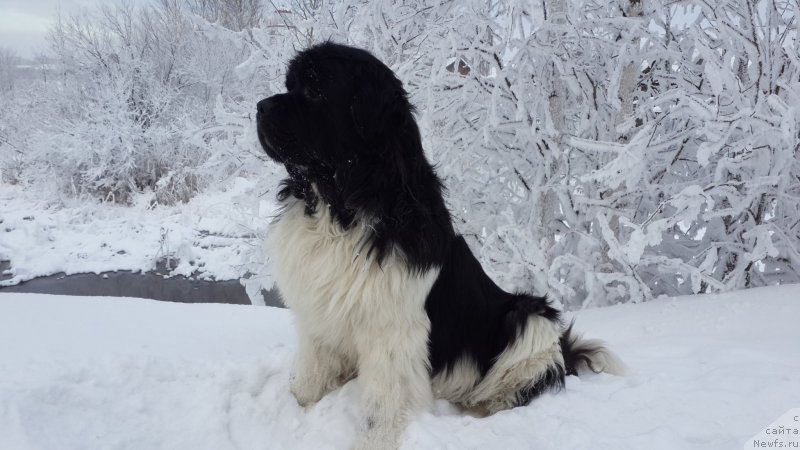 Фото: ньюфаундленд Аквиан Сонг Кроун Роял