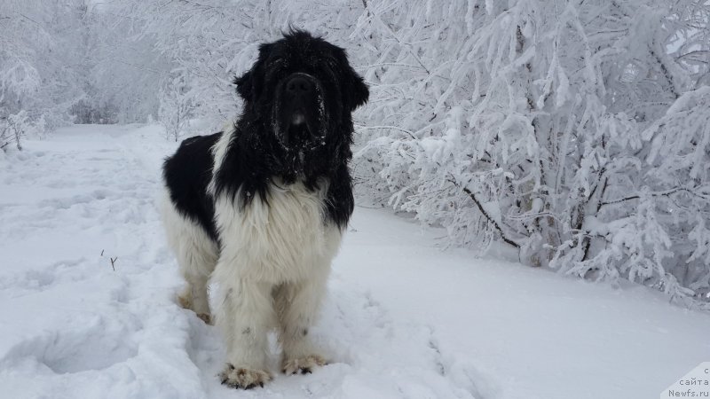 Фото: ньюфаундленд Аквиан Сонг Кроун Роял