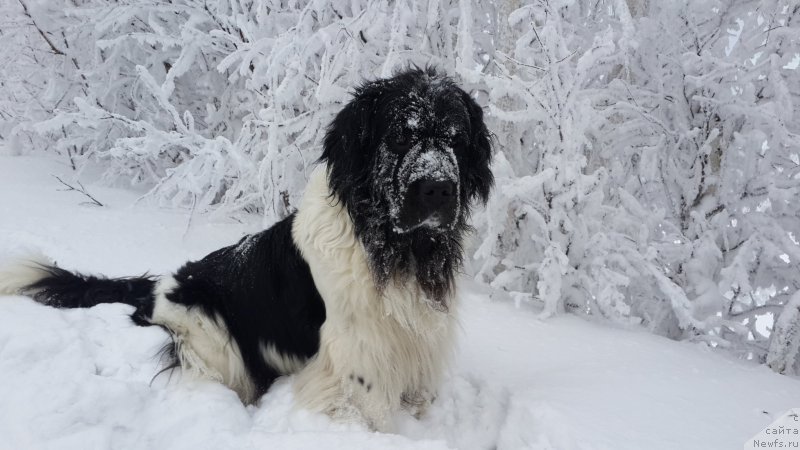 Фото: ньюфаундленд Отрада Чудная Моя из Тихого Омута