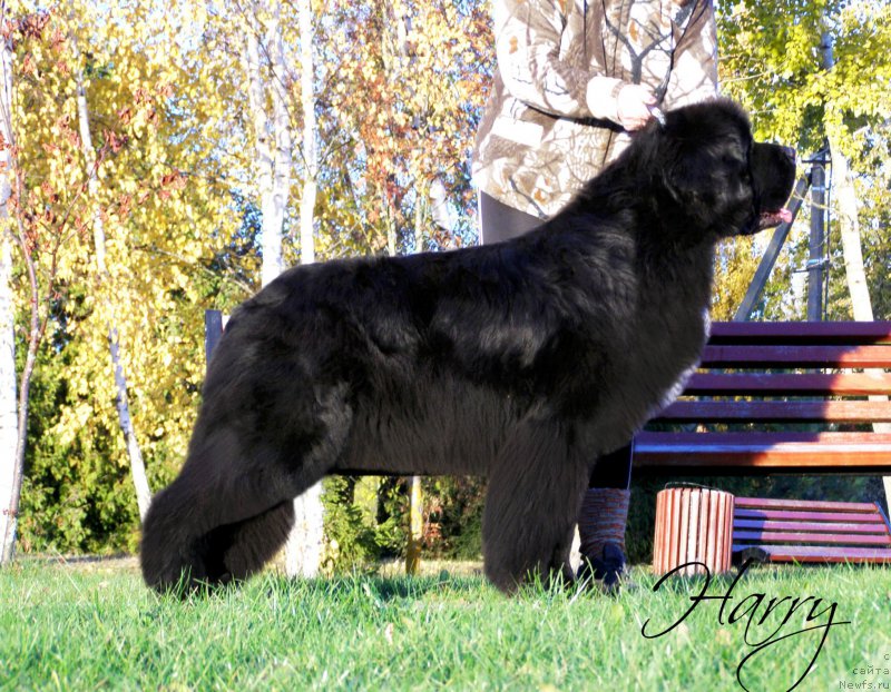 Фото: ньюфаундленд Black Clouds Harry Houdini at Stealbears