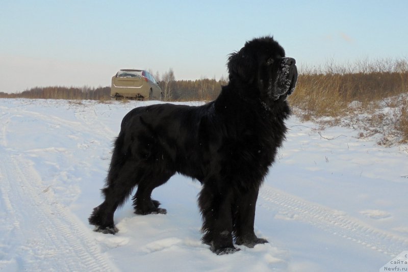 Фото: ньюфаундленд Черная Мафия Шорт анд Свеет (Chernaya Mafia Short and Sweet)