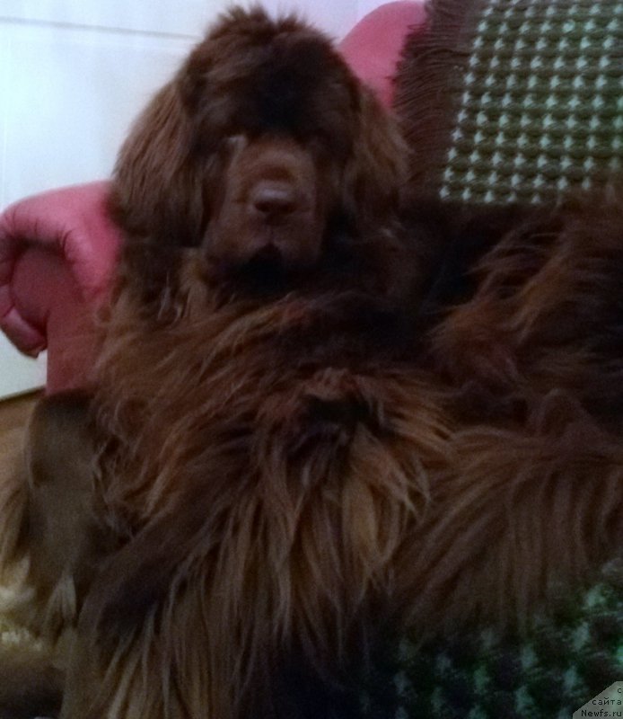 Фото: ньюфаундленд Newettas Vanessa