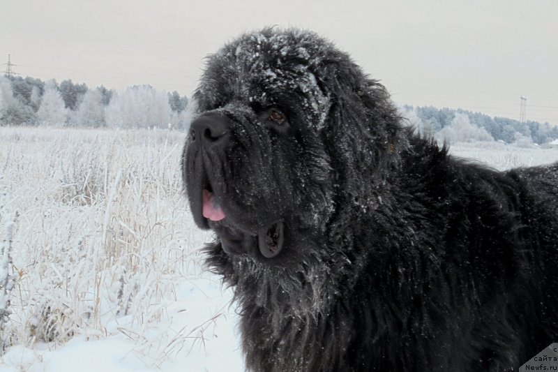 Фото: ньюфаундленд Черная Мафия Шорт анд Свеет (Chernaya Mafia Short and Sweet)