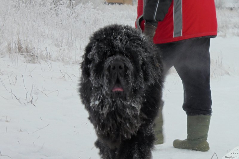 Фото: ньюфаундленд Черная Мафия Шорт анд Свеет (Chernaya Mafia Short and Sweet)