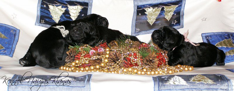 Фотография № 198891