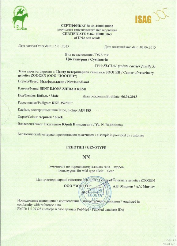 Фото: ньюфаундленд Сент Джонс Жирар Реми (Sent Djons Zhirar Remi)