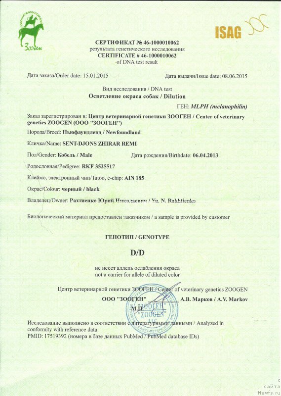 Фото: ньюфаундленд Сент Джонс Жирар Реми (Sent Djons Zhirar Remi)