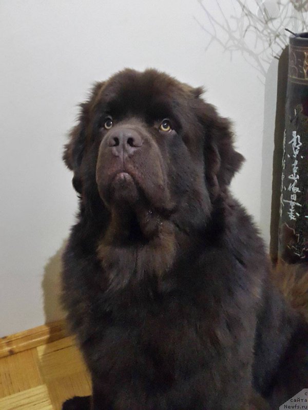 Фото: ньюфаундленд Браунблад МСК Хаиес Хаго (Brownblood MSK Hayes Hago)