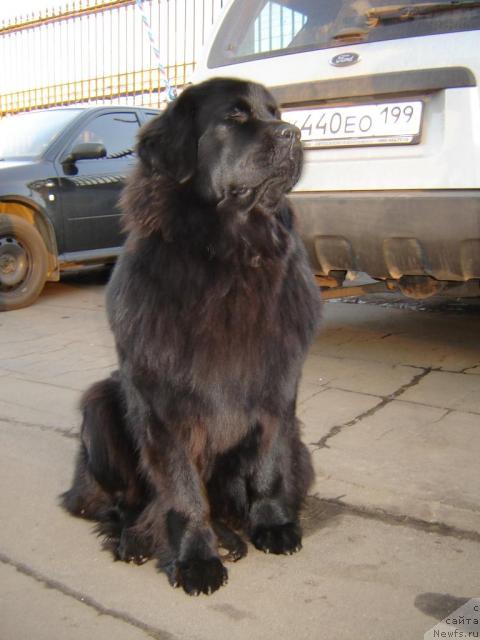 Фото: ньюфаундленд Мэджикал Оушен Геката