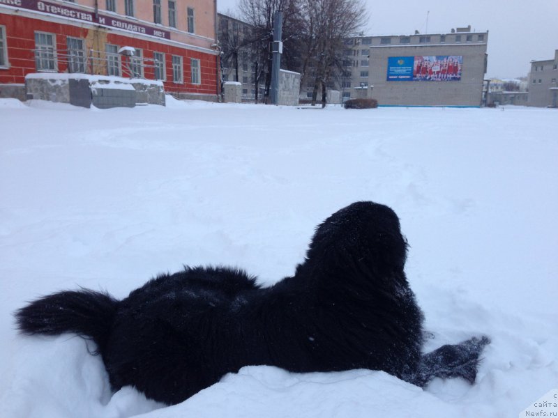 Фото: Владимир Хачатрян, ньюфаундленд Браунблад МСК Хелфи Бэст Армани (Brownblood MSK Helfi Best Armani)