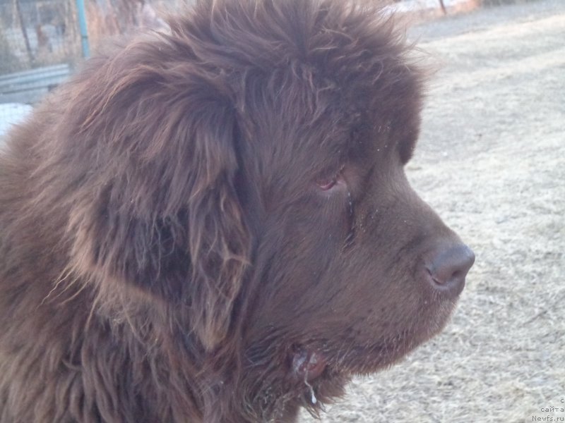 Фото: ньюфаундленд Ньюфорт Ю'Северино