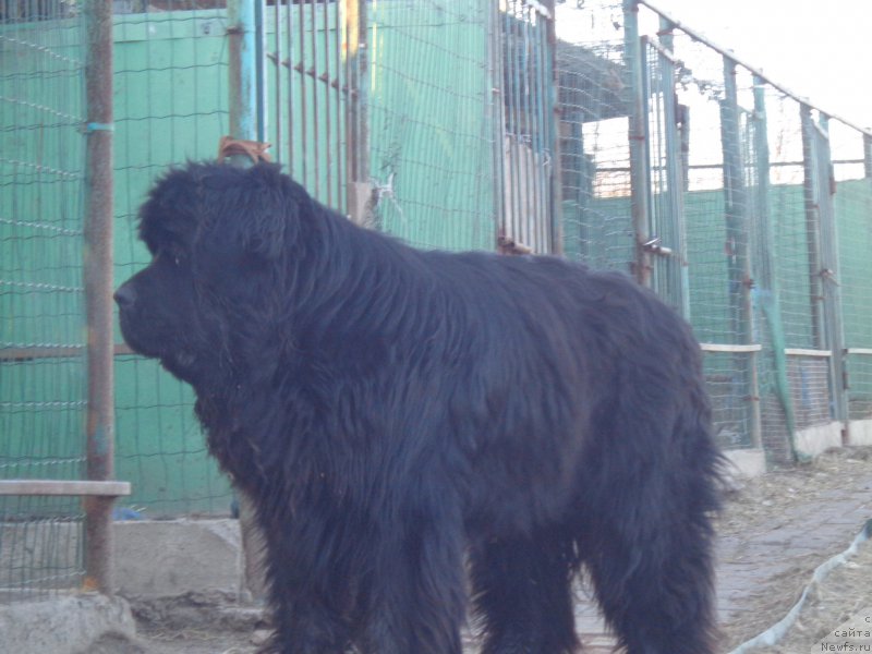 Фото: ньюфаундленд Супер Премиум Нао Дел Трато