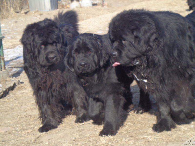 Фото: ньюфаундленд Супер Премиум Линиэль Дайлиррин (Super Premium Liniel Daylirring), ньюфаундленд Супер Премиум Нао Дел Трато, ньюфаундленд Викториус Смайл