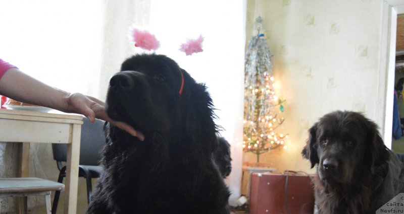 Фотография № 198920