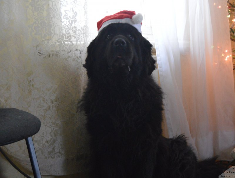 Фотография № 198921