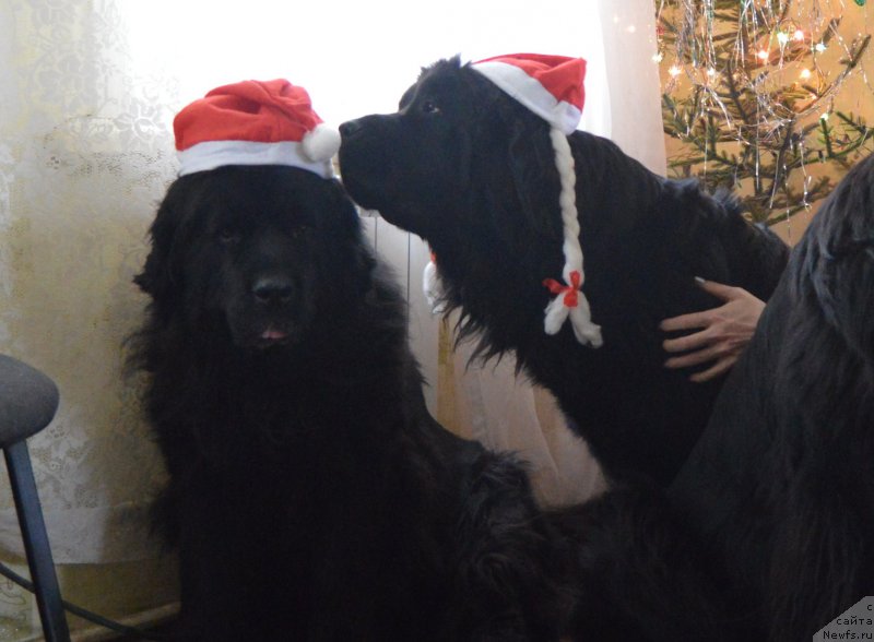 Фотография № 198922