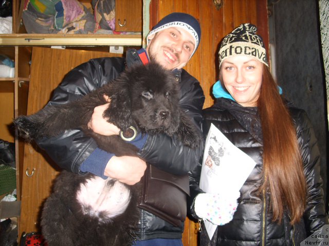 Фото: ньюфаундленд Брифт Стар Ньютон