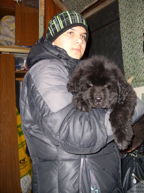 Фото: ньюфаундленд Брифт Стар Навигатор