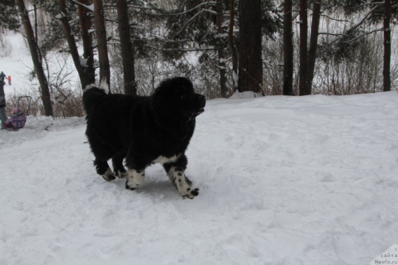 Фото: ньюфаундленд Fabian de Lange Super Mishka