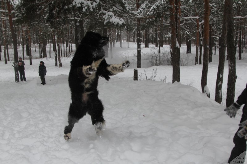 Фото: ньюфаундленд Fabian de Lange Super Mishka