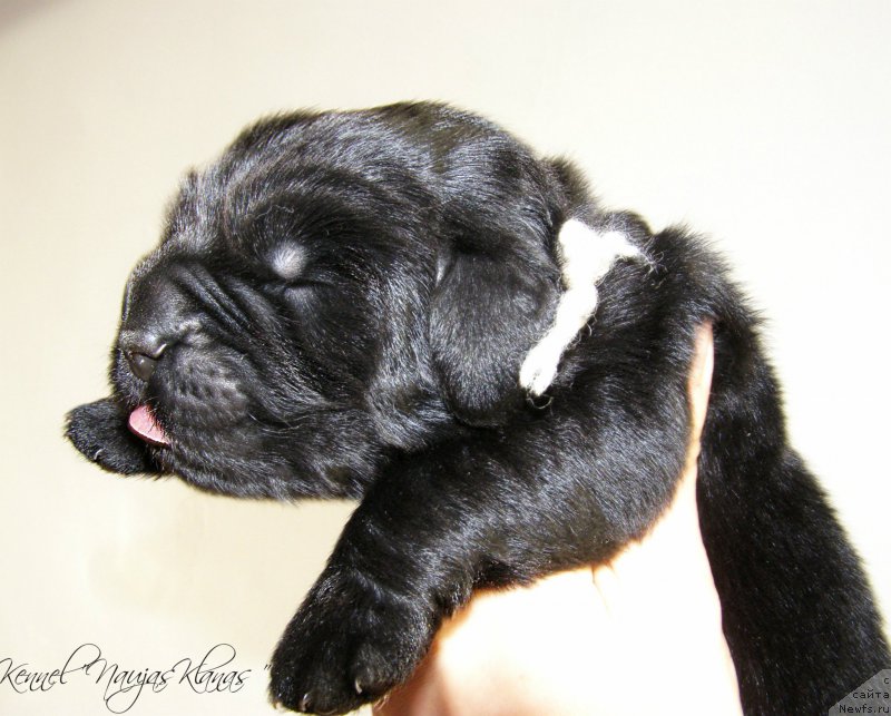 Фотография № 198939