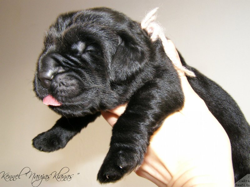 Фотография № 198941